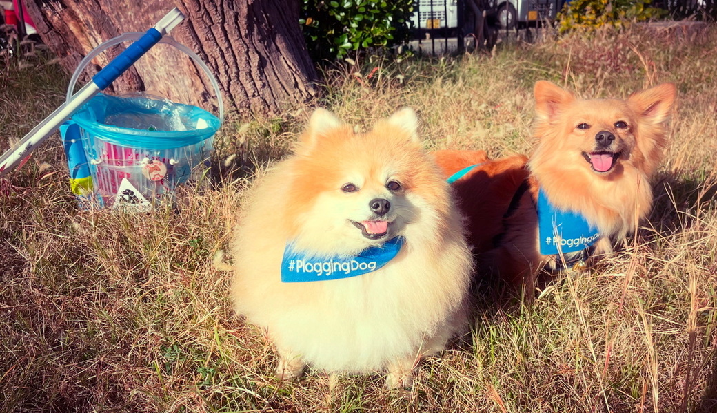 プロギングドッグ朝ん歩 レポート