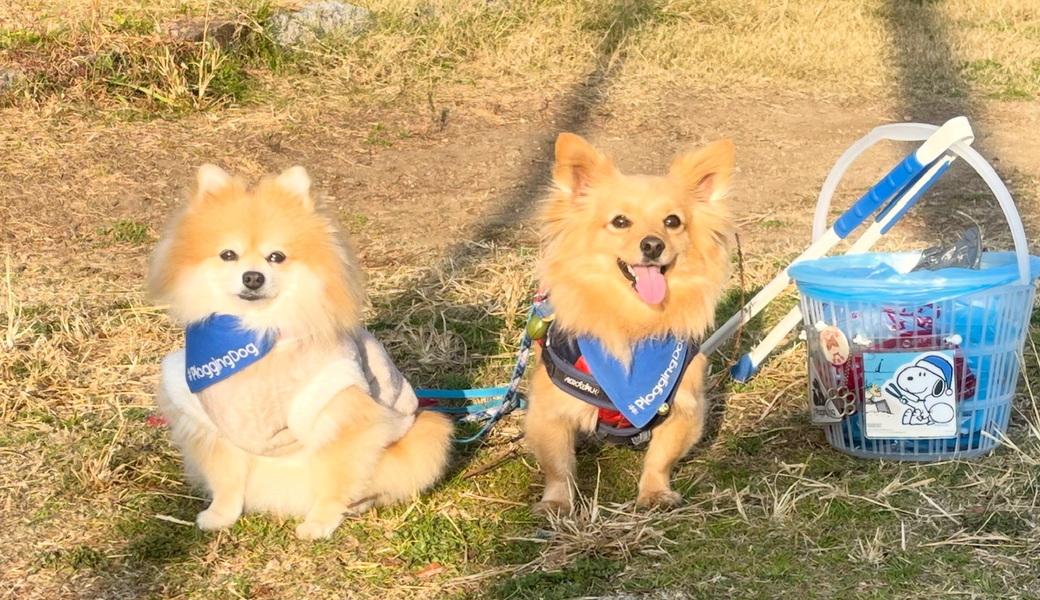 プロギングドッグ朝ん歩 レポート