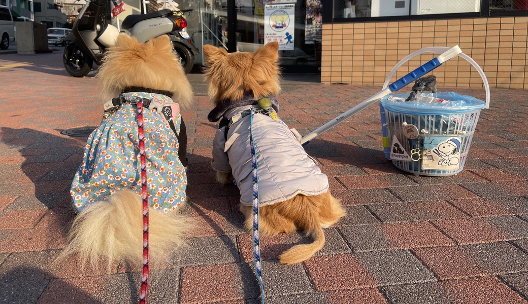 プロギングドッグ朝ん歩 レポート