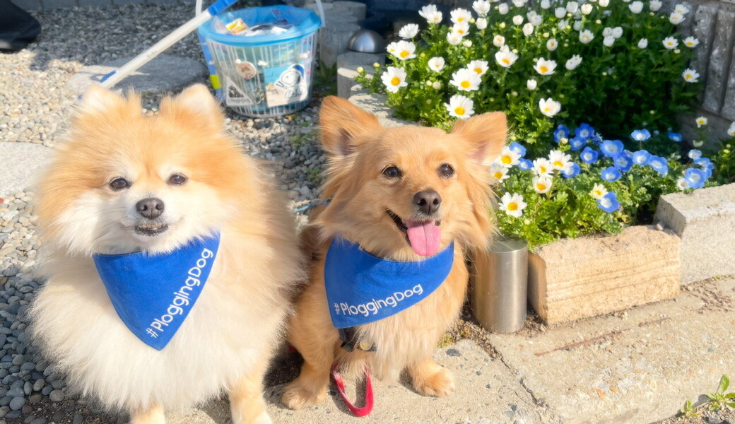 プロギングドッグ朝ん歩 レポート