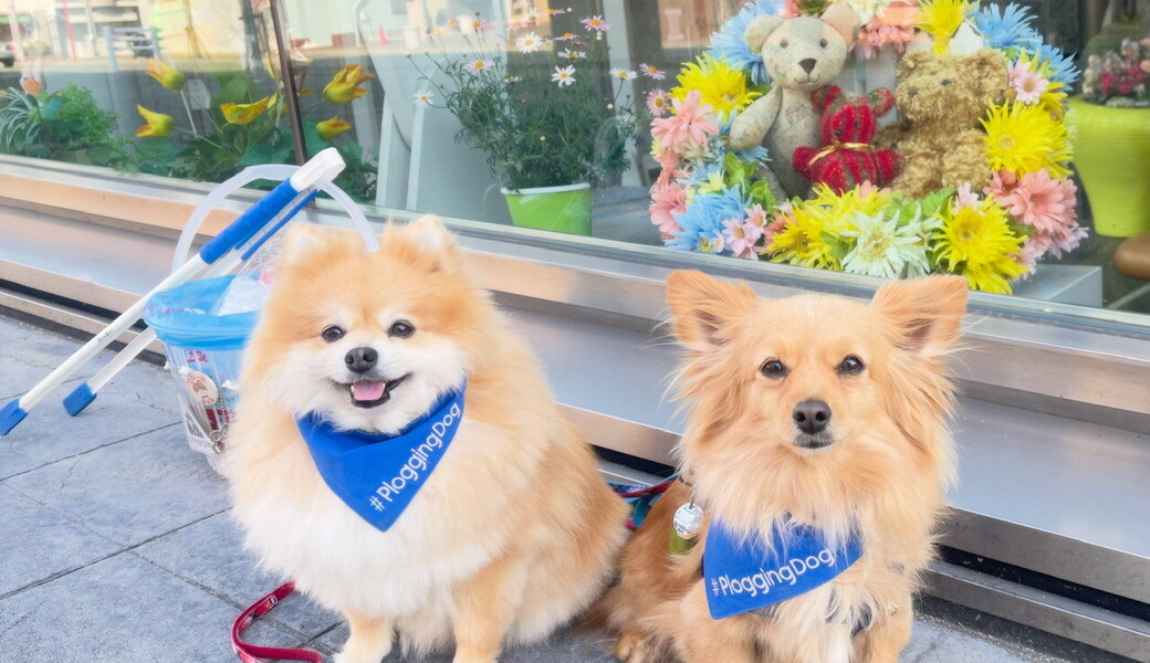 プロギングドッグ朝ん歩 レポート