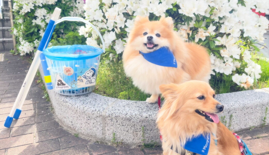 プロギングドッグ朝ん歩 レポート