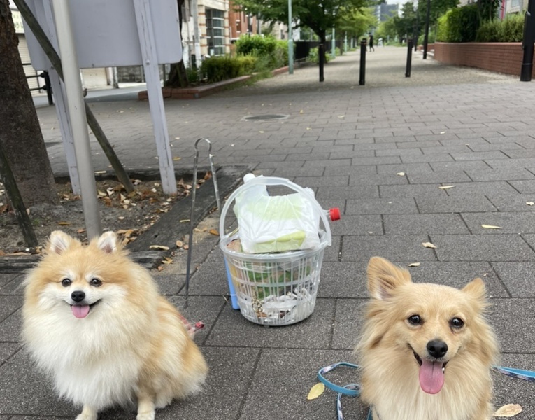 ploggingdog 灘地区　旧JR貨物臨港線跡遊歩道キレイキレイ活動 レポート