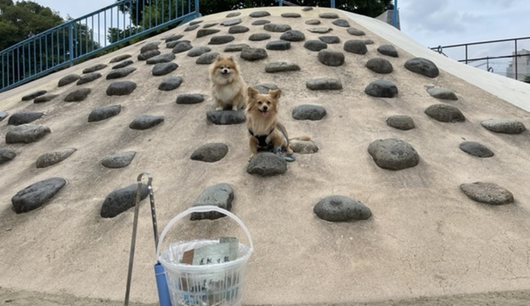 朝ん歩 レポート