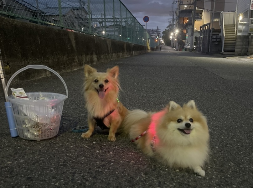 プロギングドッグ 夕ん歩 レポート