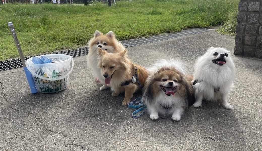 プロギングドッグ 朝ん歩 レポート