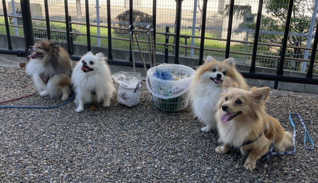 プロギングドッグ　朝んほ レポート