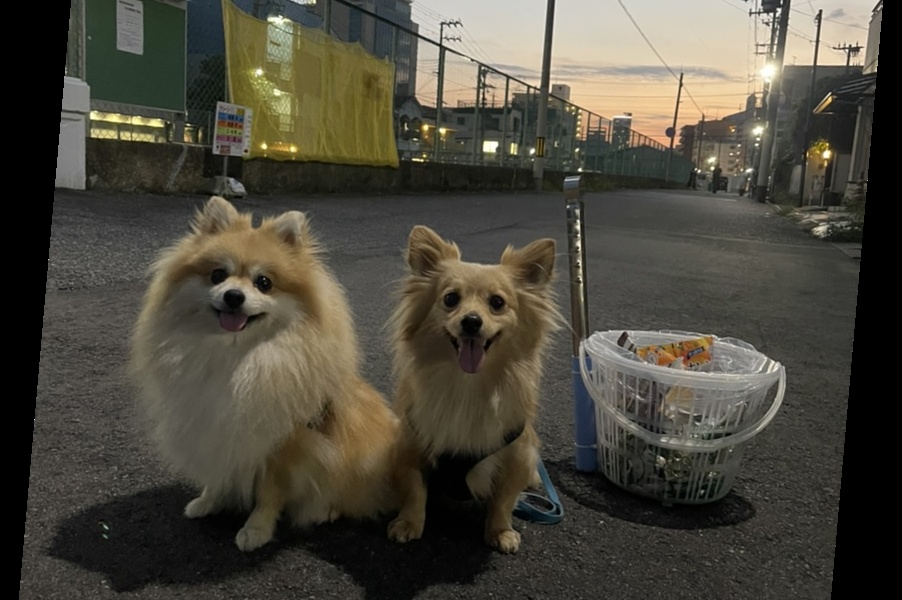 プロギングドッグ　夕ん歩 レポート
