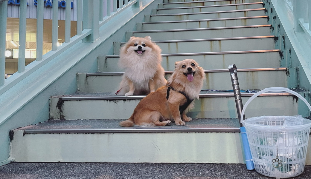 プロギングドッグ　夕ん歩 レポート
