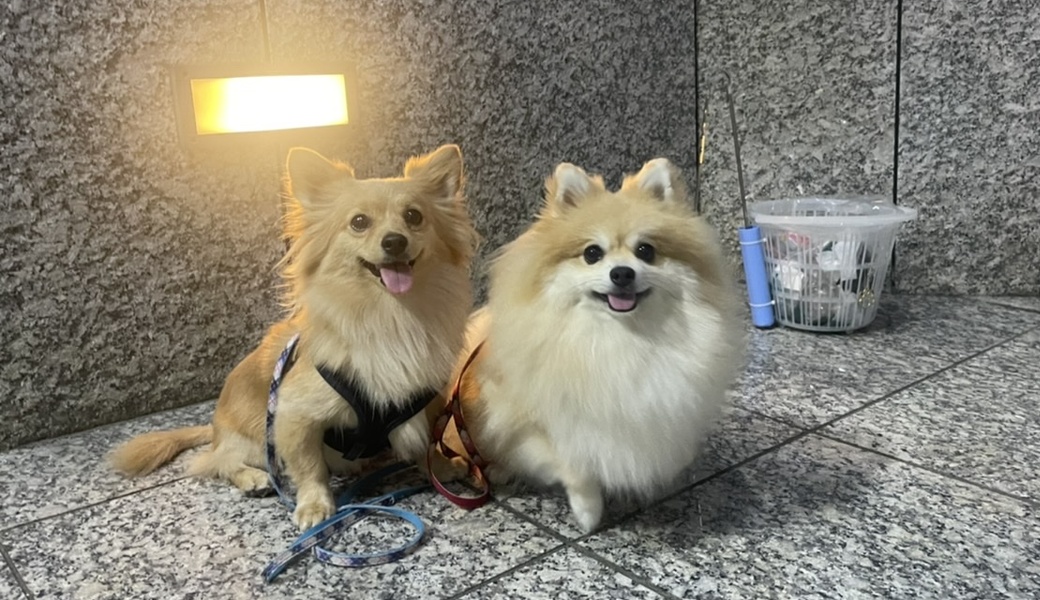 プロギングドッグ　夕ん歩 レポート