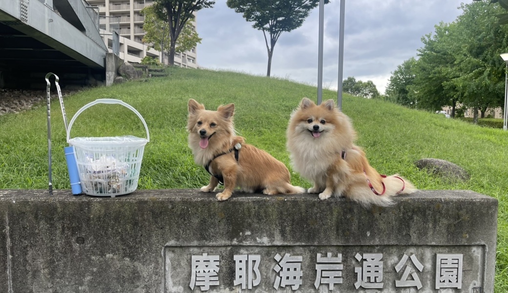 プロギングドッグ　朝ん歩 レポート