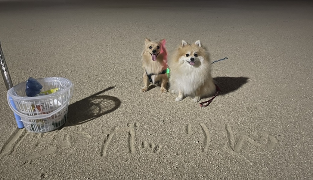 プロギングドッグ 夕ん歩 レポート