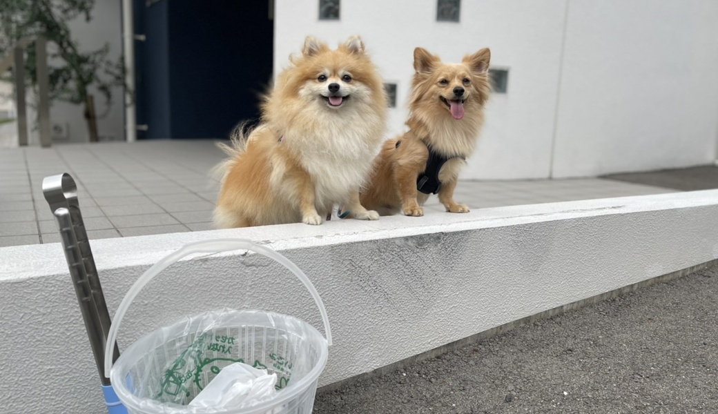 プロギングドッグ　朝ん歩 レポート