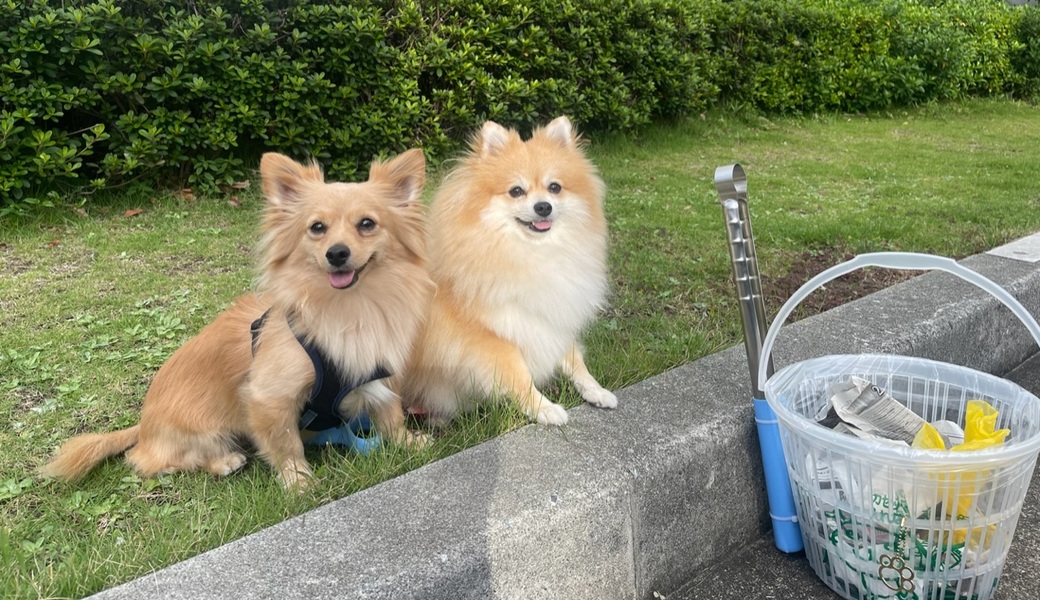 プロギングドッグ　朝ん歩 レポート