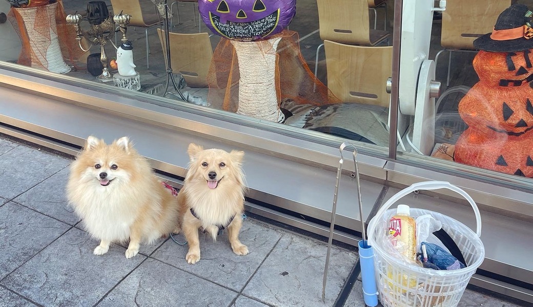 プロギングドッグ　朝ん歩 レポート