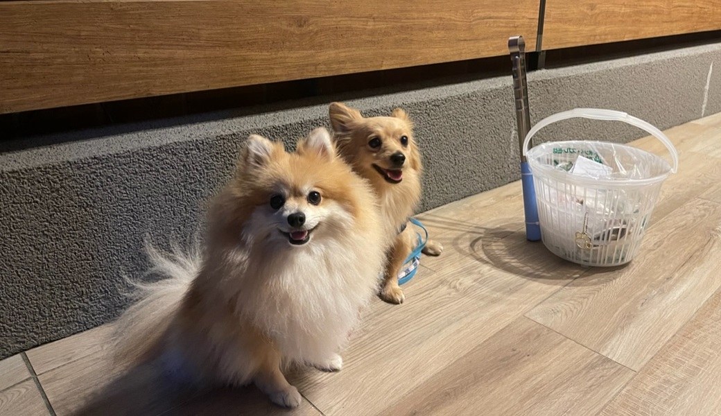 プロギングドッグ　夕ん歩 レポート