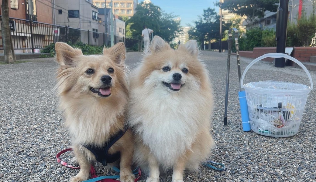 プロギングドッグ　朝ん歩 レポート