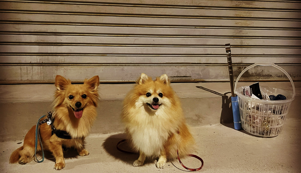 プロギングドッグ　夕ん歩 レポート