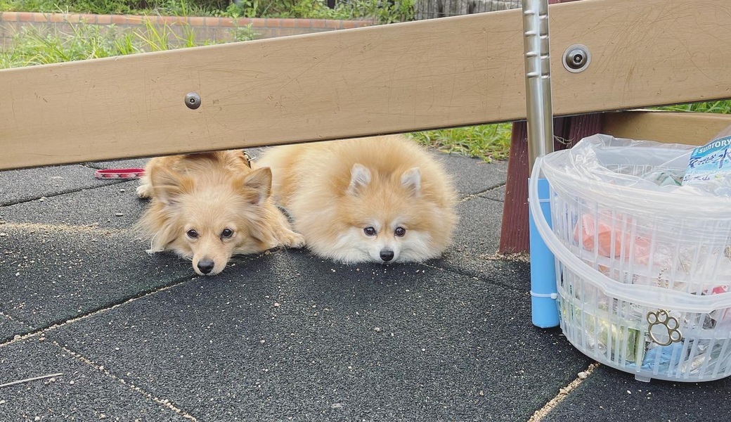 プロギングドッグ 朝ん歩 レポート