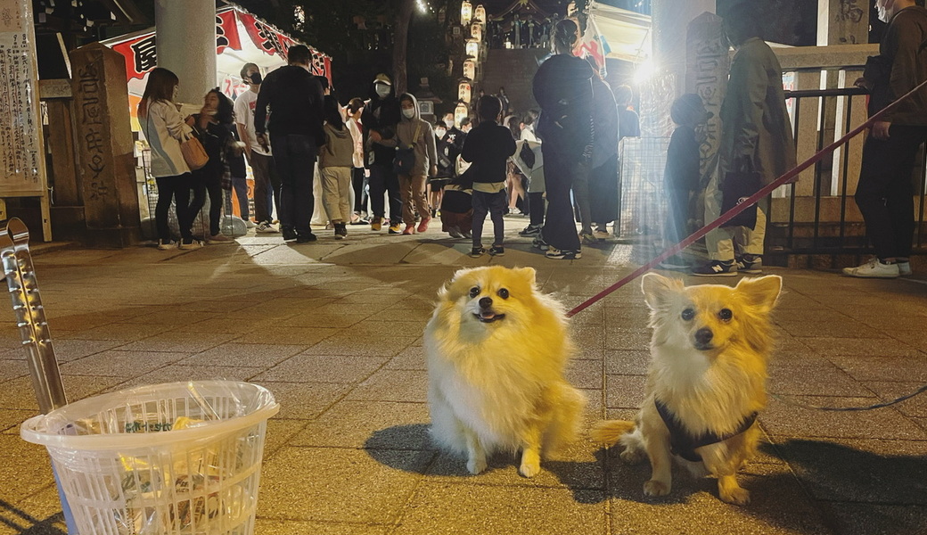 プロギングドッグ 夕ん歩 レポート