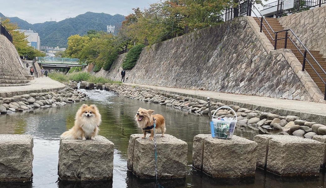 プロギングドッグ 朝ん歩 レポート