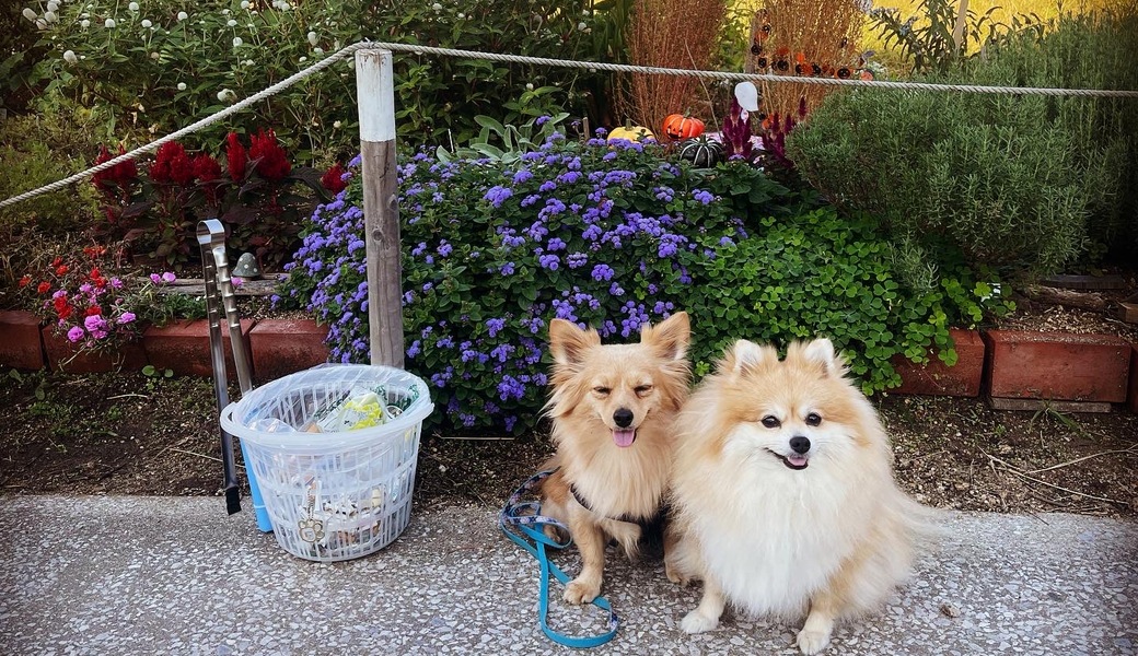 プロギングドッグ 朝ん歩 レポート