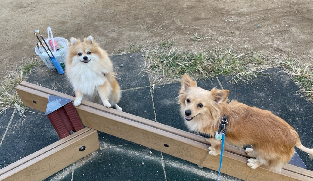 プロギングドッグ　朝ん歩 レポート