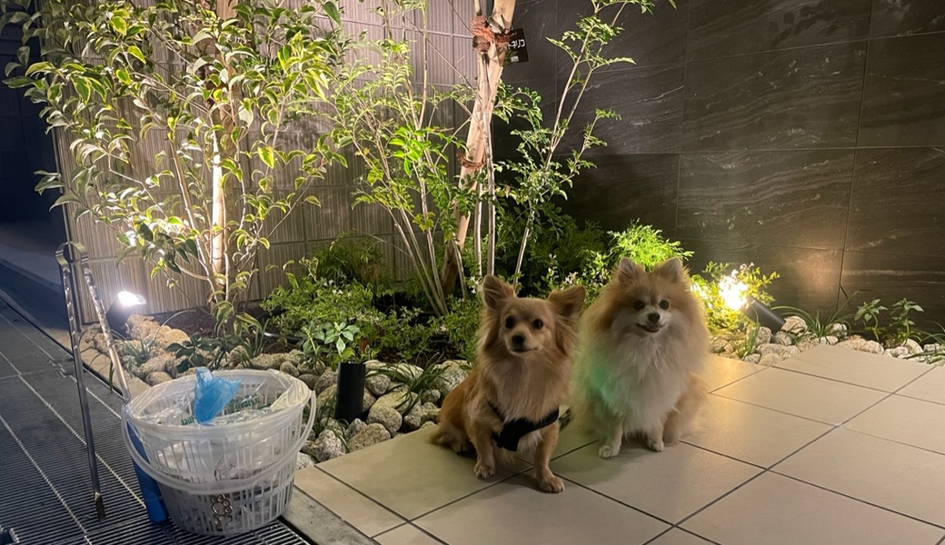 プロギングドッグ　夕ん歩 レポート