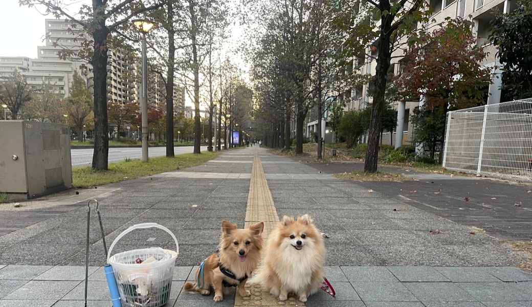 プロギングドッグ　夕ん歩 レポート