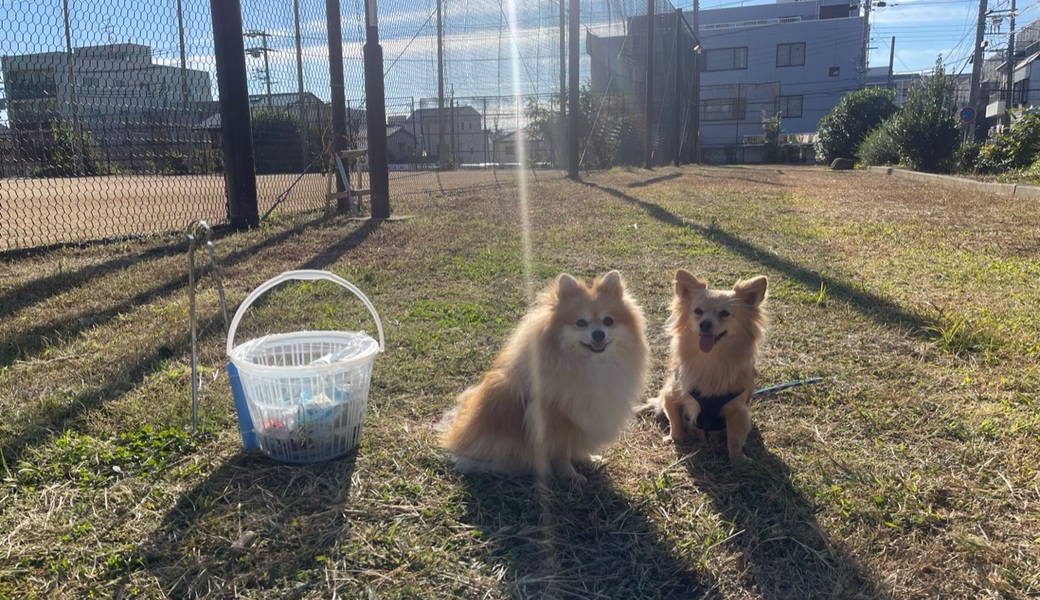 プロギングドッグ　朝ん歩 レポート