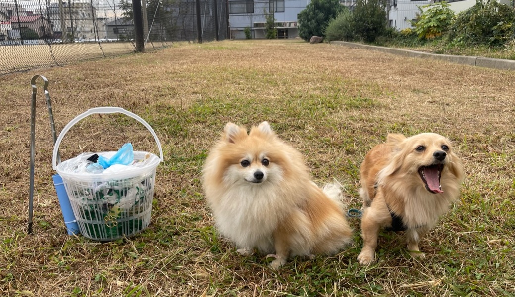 プロギングドッグ　朝ん歩 レポート