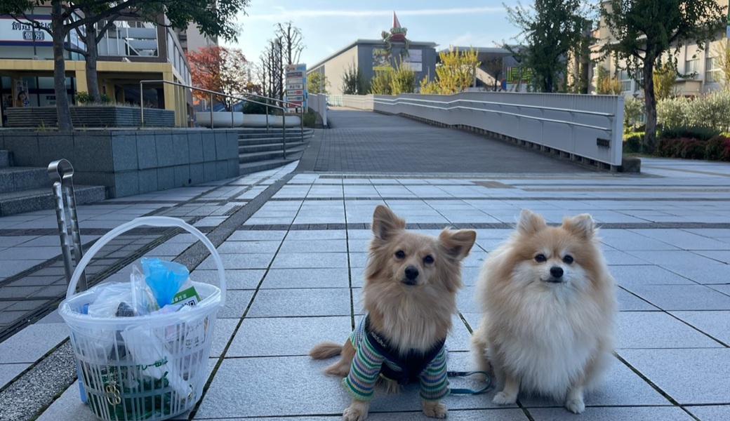 プロギングドッグ　朝ん歩 レポート