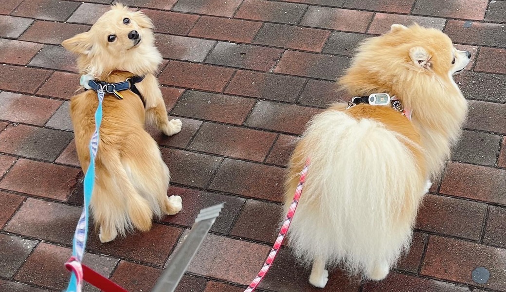 プロギングドッグ　朝ん歩 レポート