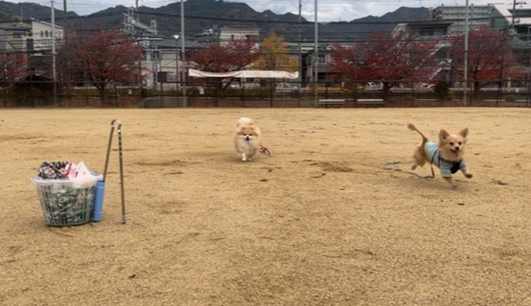 プロギングドッグ　朝ん歩 レポート