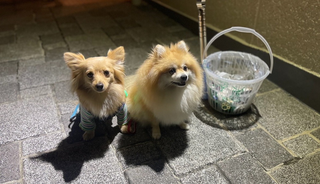 プロギングドッグ　夕ん歩 レポート