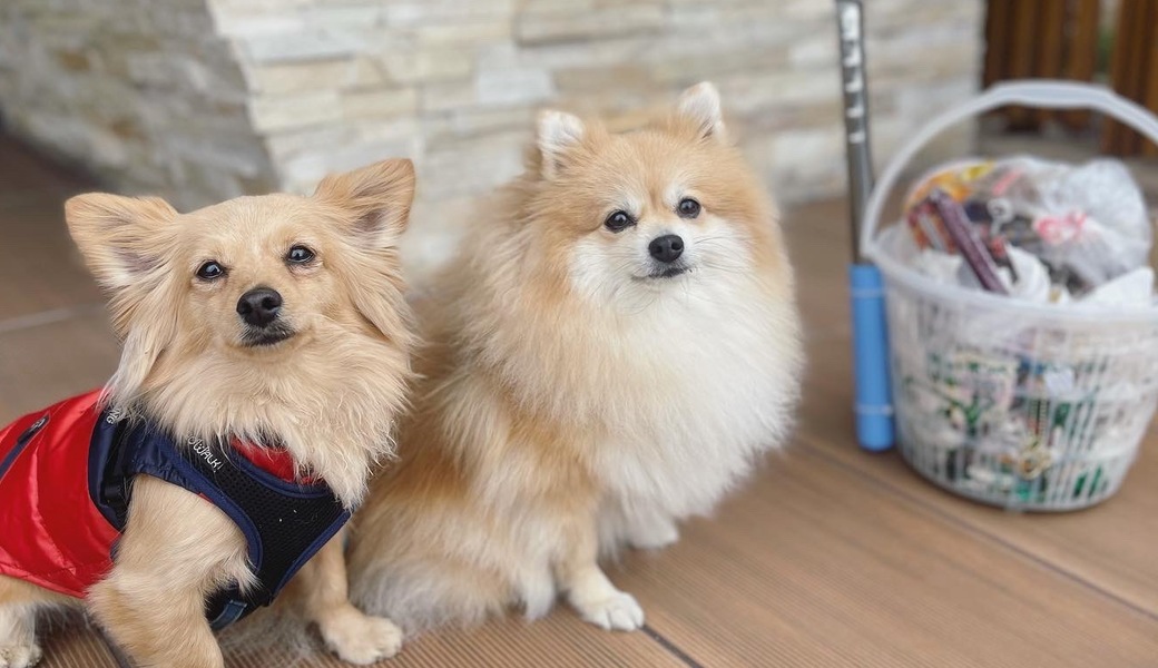 プロギングドッグ　朝ん歩 レポート