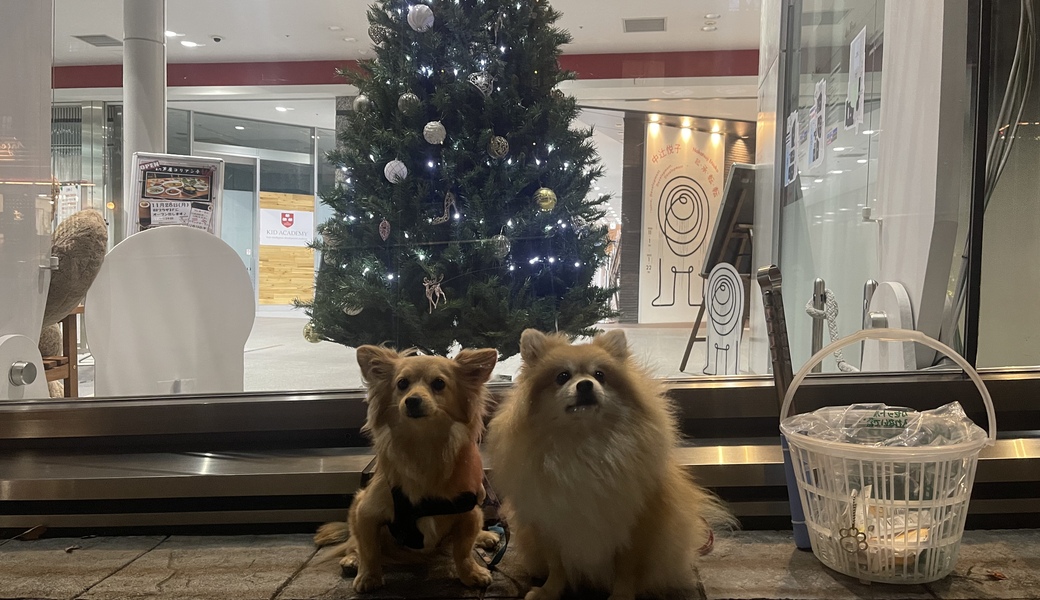 プロギングドッグ　夕ん歩 レポート