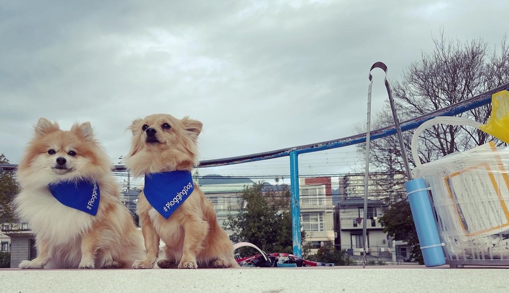 プロギングドッグ　朝ん歩 レポート