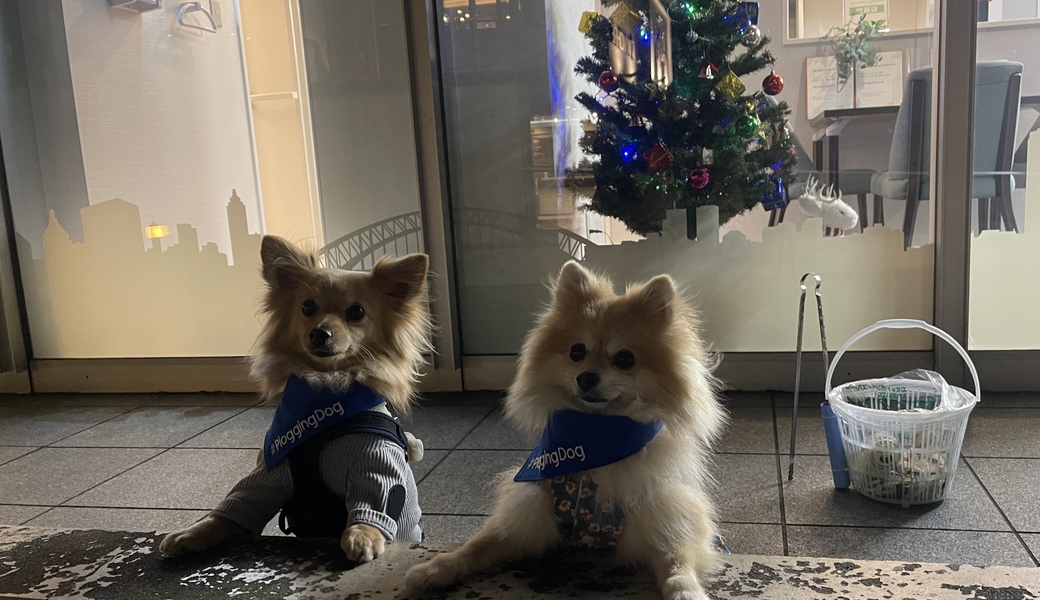 プロギングドッグ　夕ん歩 レポート