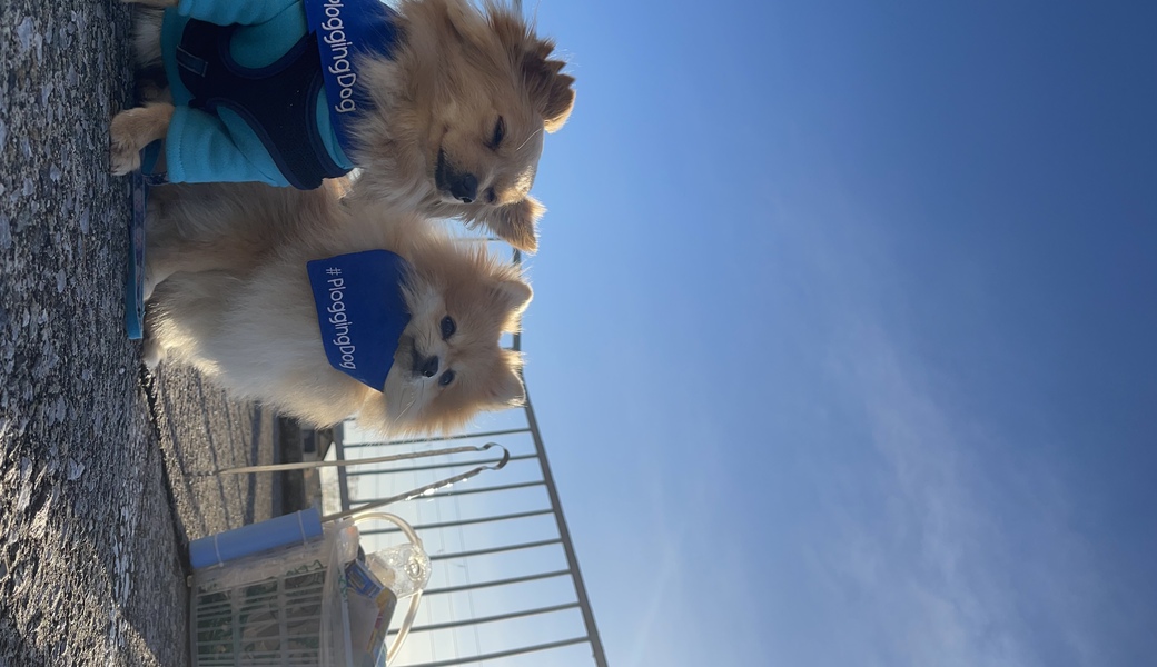 プロギングドッグ　朝ん歩 レポート