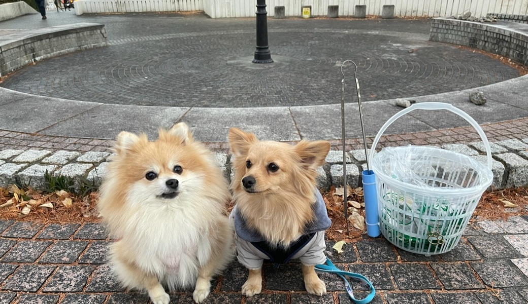 プロギングドッグ　夕ん歩 レポート