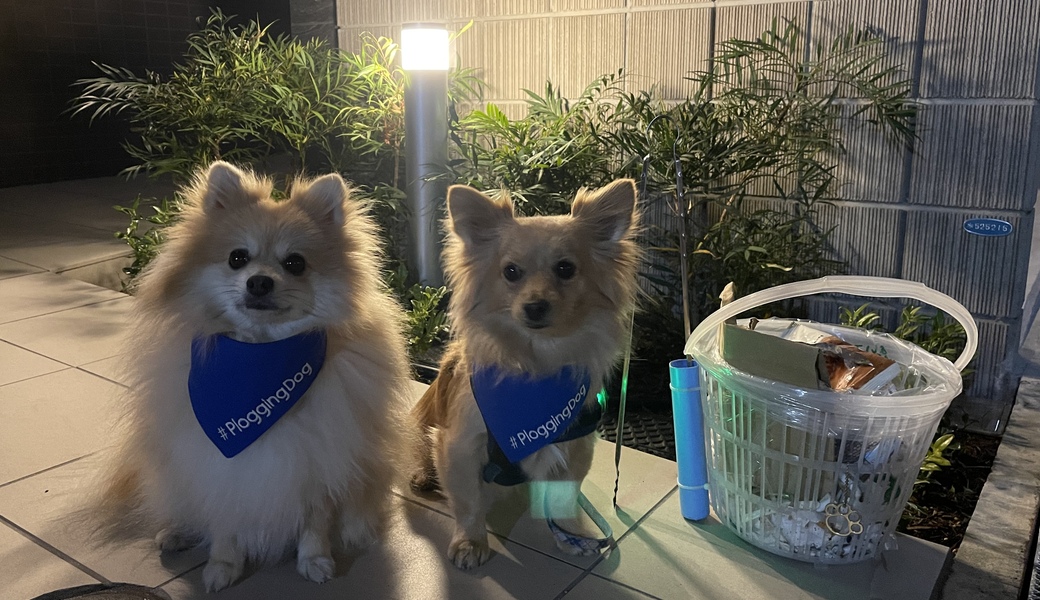 プロギングドッグ　夕ん歩 レポート