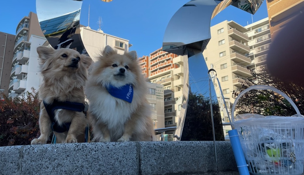 プロギングドッグ　朝ん歩 レポート