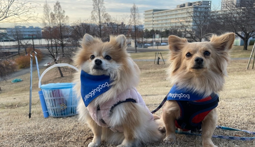 プロギングドッグ　朝ん歩 レポート