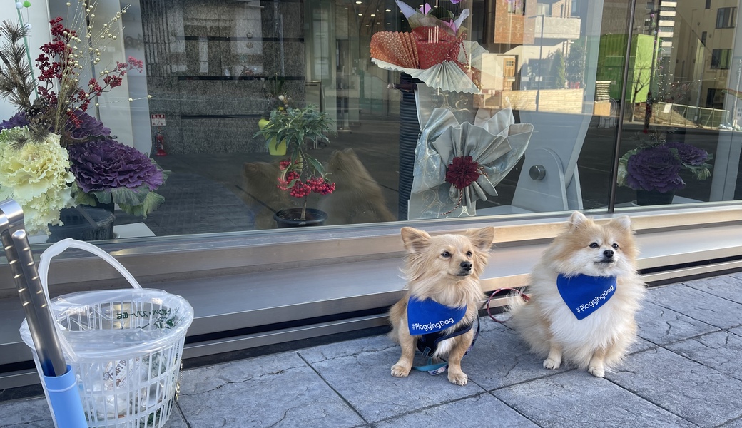 プロギングドッグ　朝ん歩 レポート