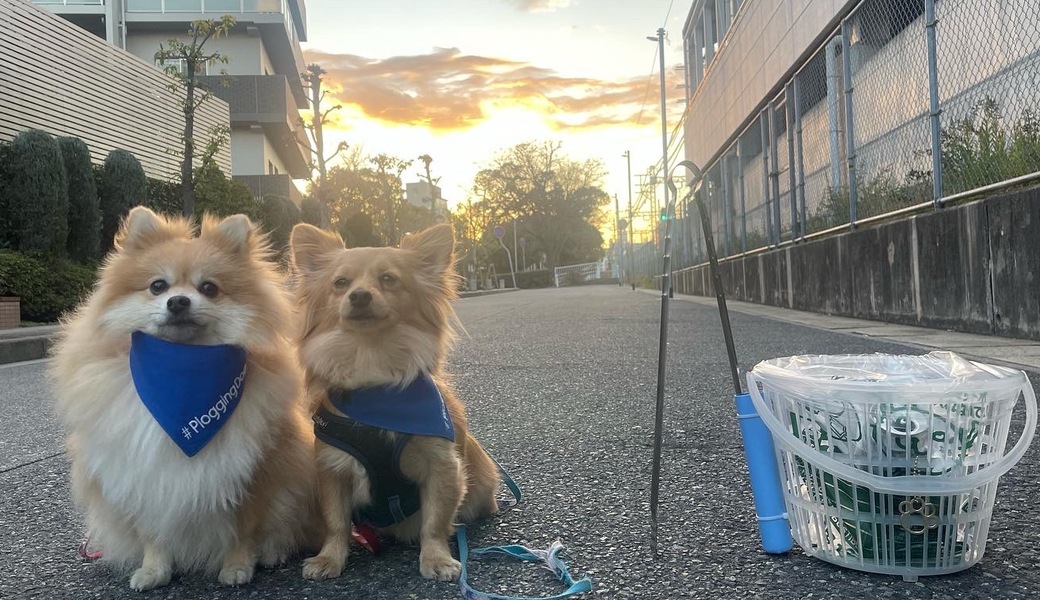 プロギングドッグ　夕ん歩 レポート