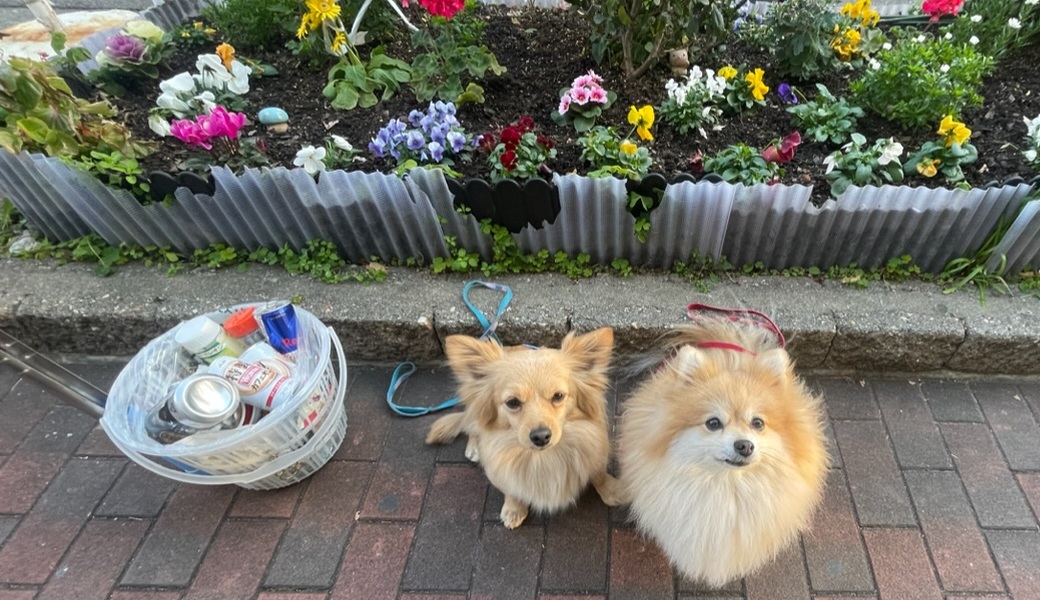 プロギングドッグ　朝ん歩 レポート