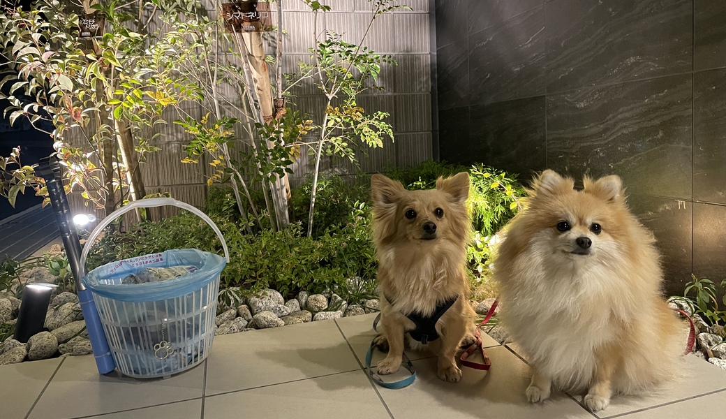 プロギングドッグ　夕ん歩 レポート