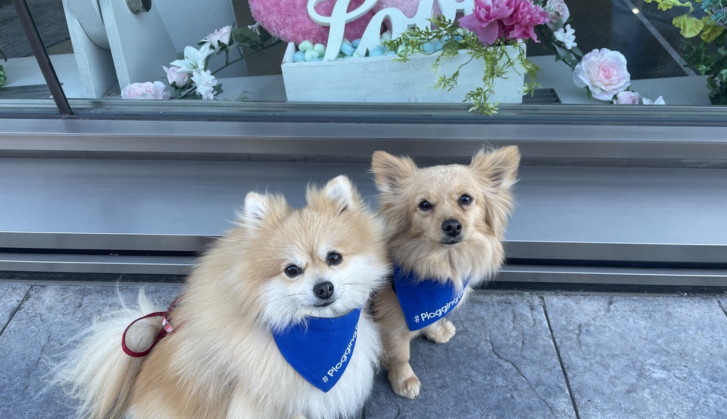 プロギングドッグ　朝ん歩 レポート