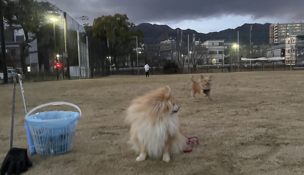 プロギングドッグ　夕ん歩 レポート